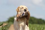 LABRADOR 451